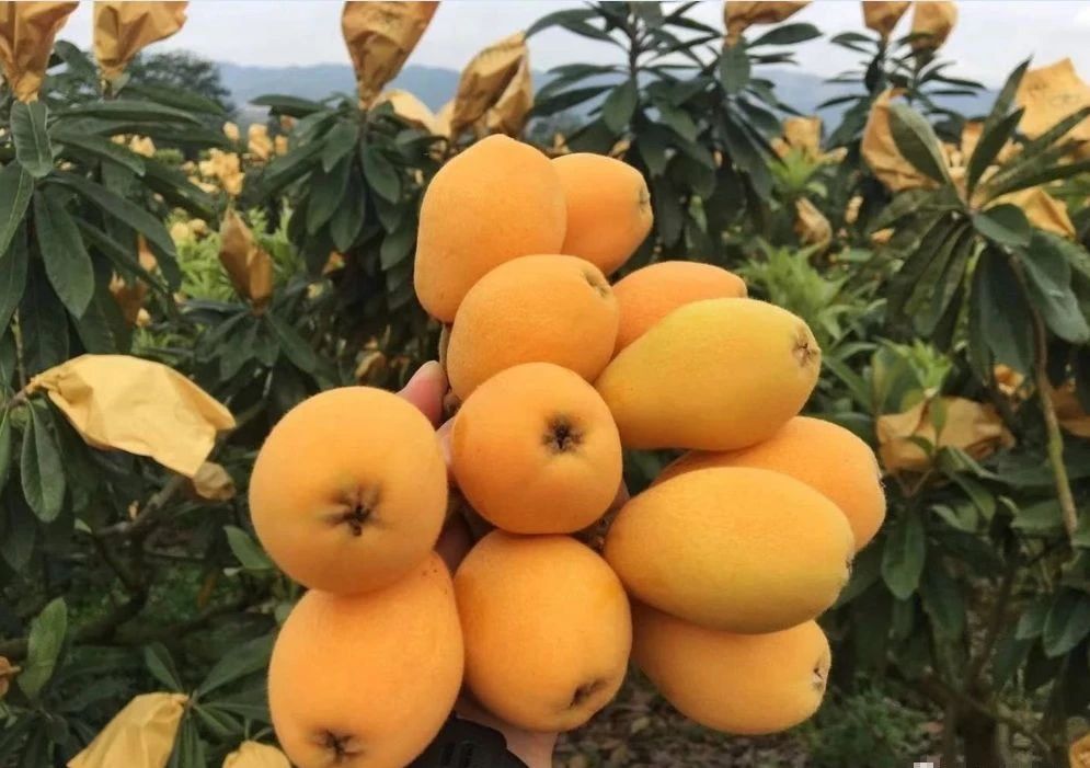 【扶貧地區(qū)熱線】三月春風(fēng)起，踏春品果時，三立枇杷開摘了?。?！