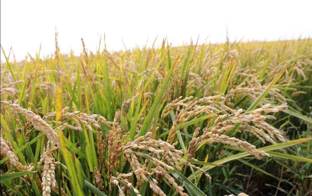 【展商風(fēng)采】“耕地中的大熊貓”，當(dāng)好維護(hù)國家糧食安全的“壓艙石”。