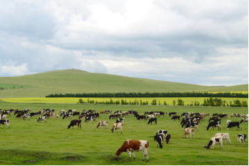 【每周優(yōu)品】牛王道尋常美味、味美常尋——來自中國“矮馬之鄉(xiāng)”廣西·德?？h
