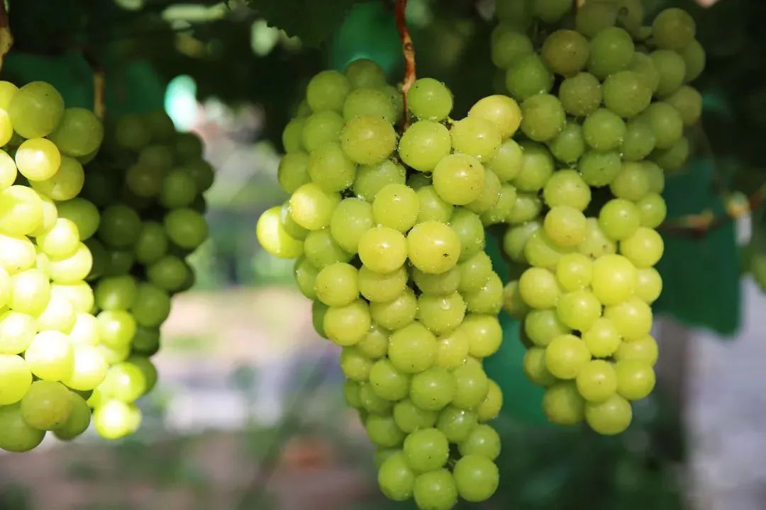 【展商風采】資源縣——依托生態(tài)優(yōu)勢，打造優(yōu)質(zhì)地標農(nóng)產(chǎn)品