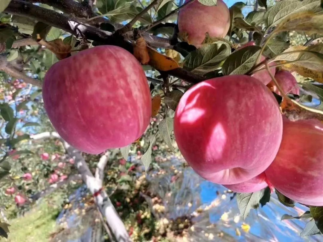 【展商風(fēng)采】陜西洛川紅富士蘋果，來自黃土高原的甜蜜饋贈(zèng)，無農(nóng)藥、不打蠟，帶皮放心吃！