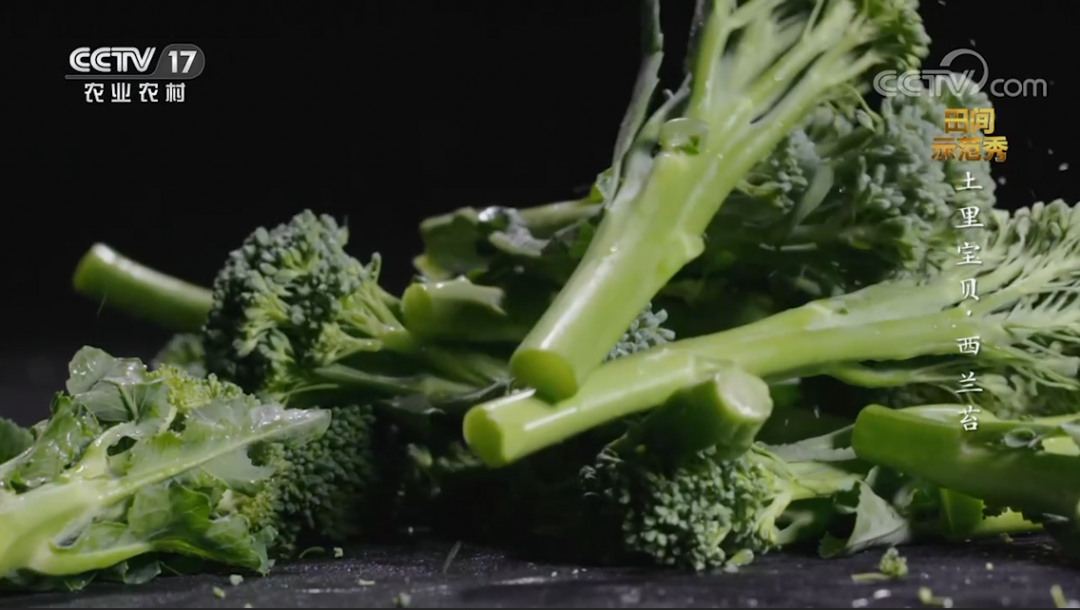 【綠色好心情】究竟是西藍(lán)花“紅杏出墻”，還是芥藍(lán)“移情別戀”……